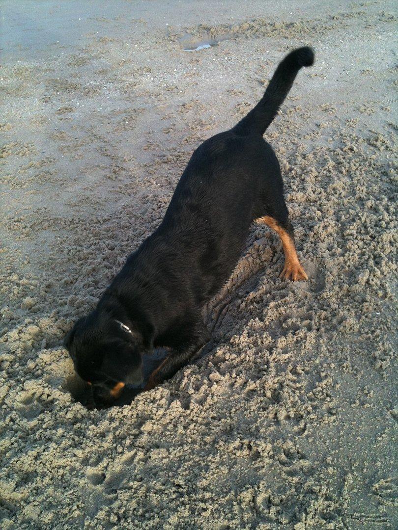 Blanding af racer Mica - graver stort hul ;o) billede 4