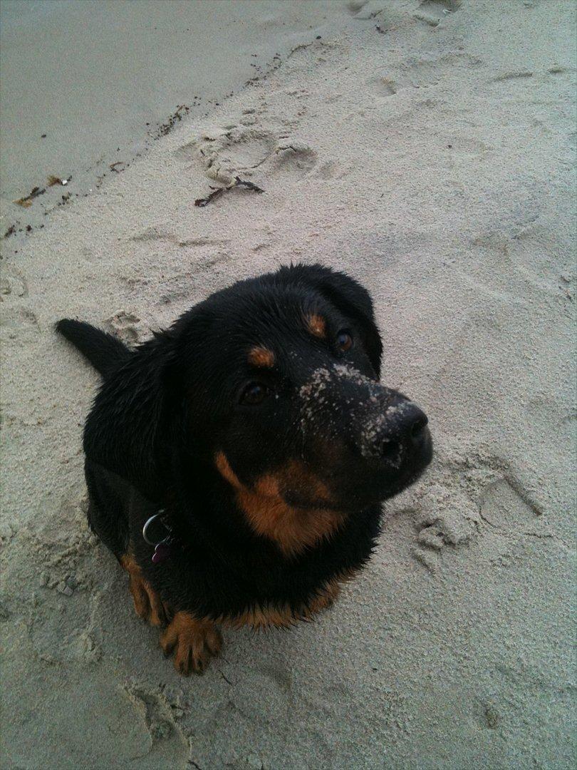 Blanding af racer Mica billede 5