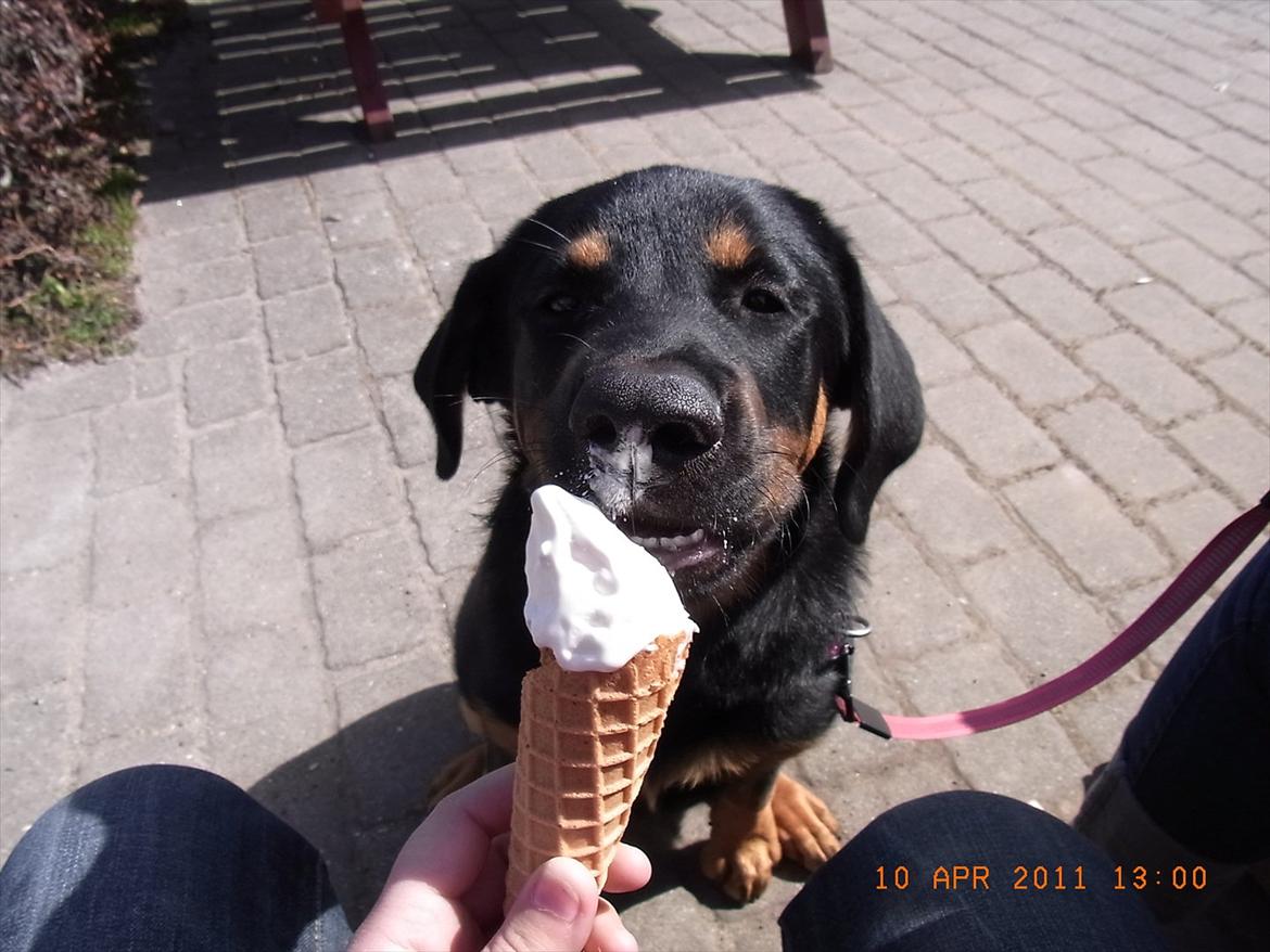 Blanding af racer Mica - mums..is billede 6