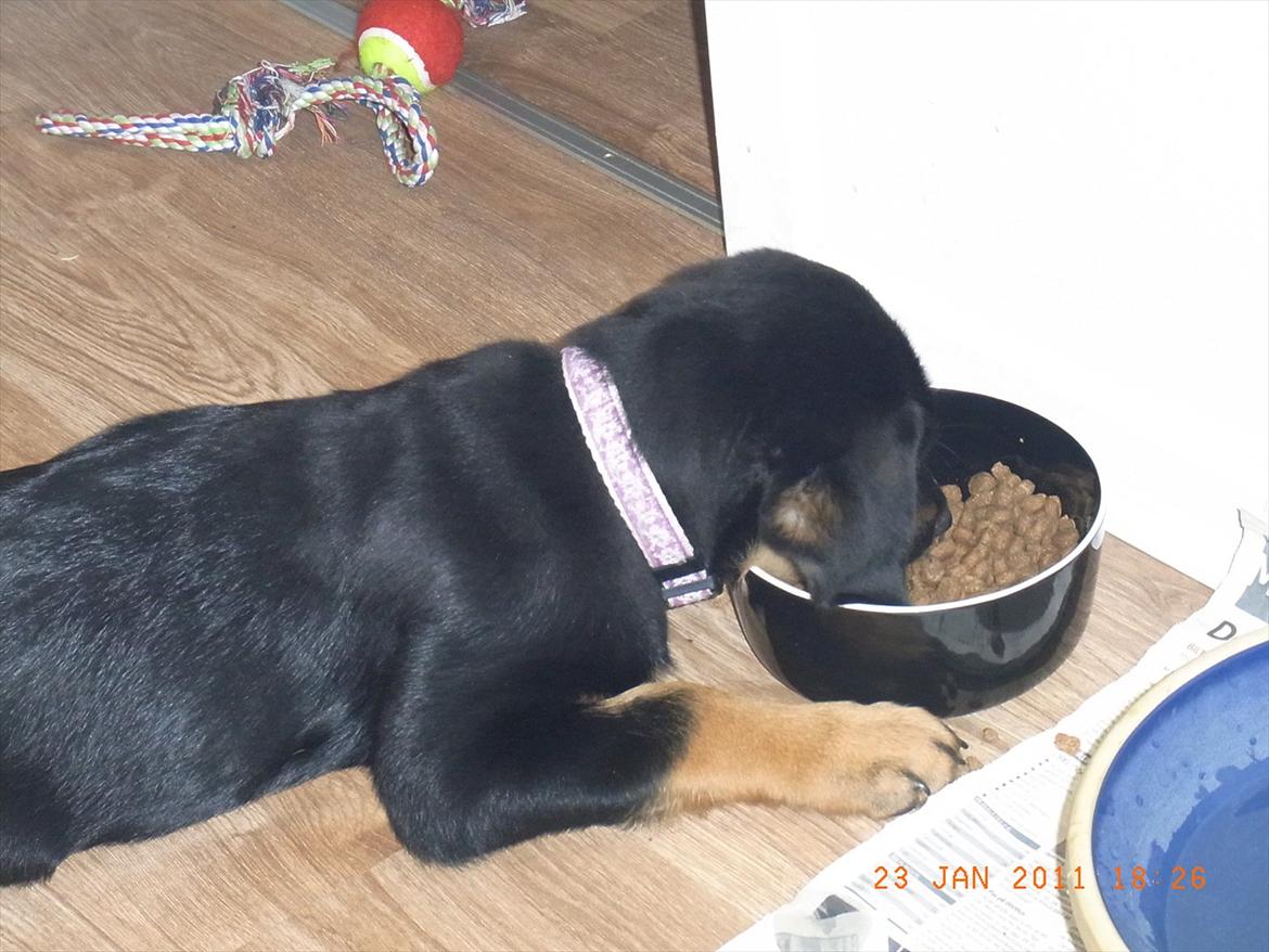 Blanding af racer Mica - hvem sagde doven...hæ hæ billede 7