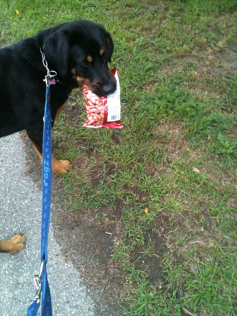 Blanding af racer Mica - holder altid ting i munden på vej hjem når vi har handlet billede 9