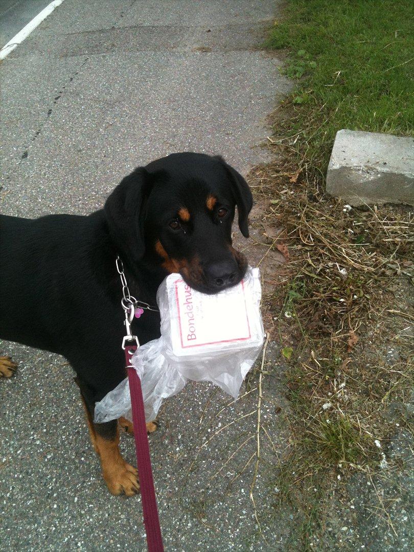 Blanding af racer Mica - holder altid ting i munden på vej hjem når vi har handlet billede 10