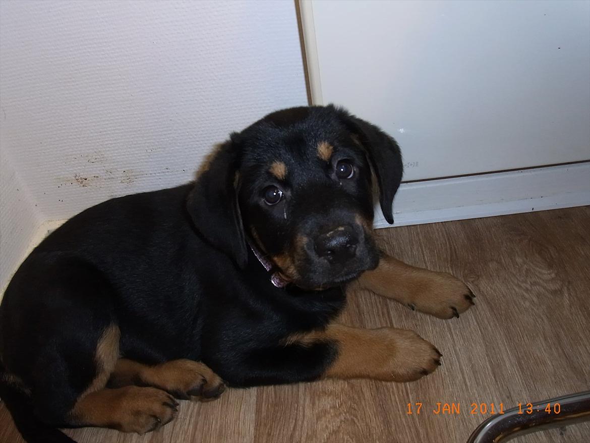 Blanding af racer Mica - lige da vi kom hjem med hende...9 uger ;o) billede 11