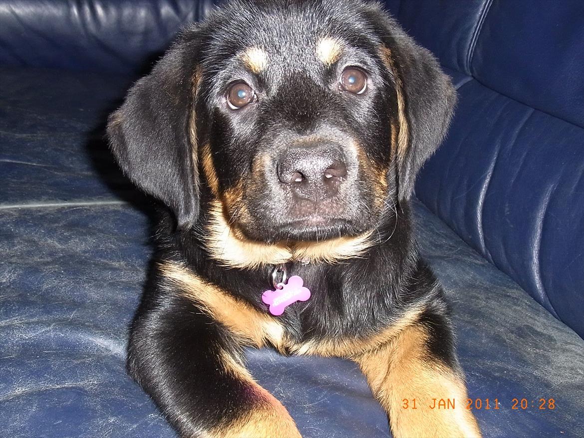 Blanding af racer Mica billede 12