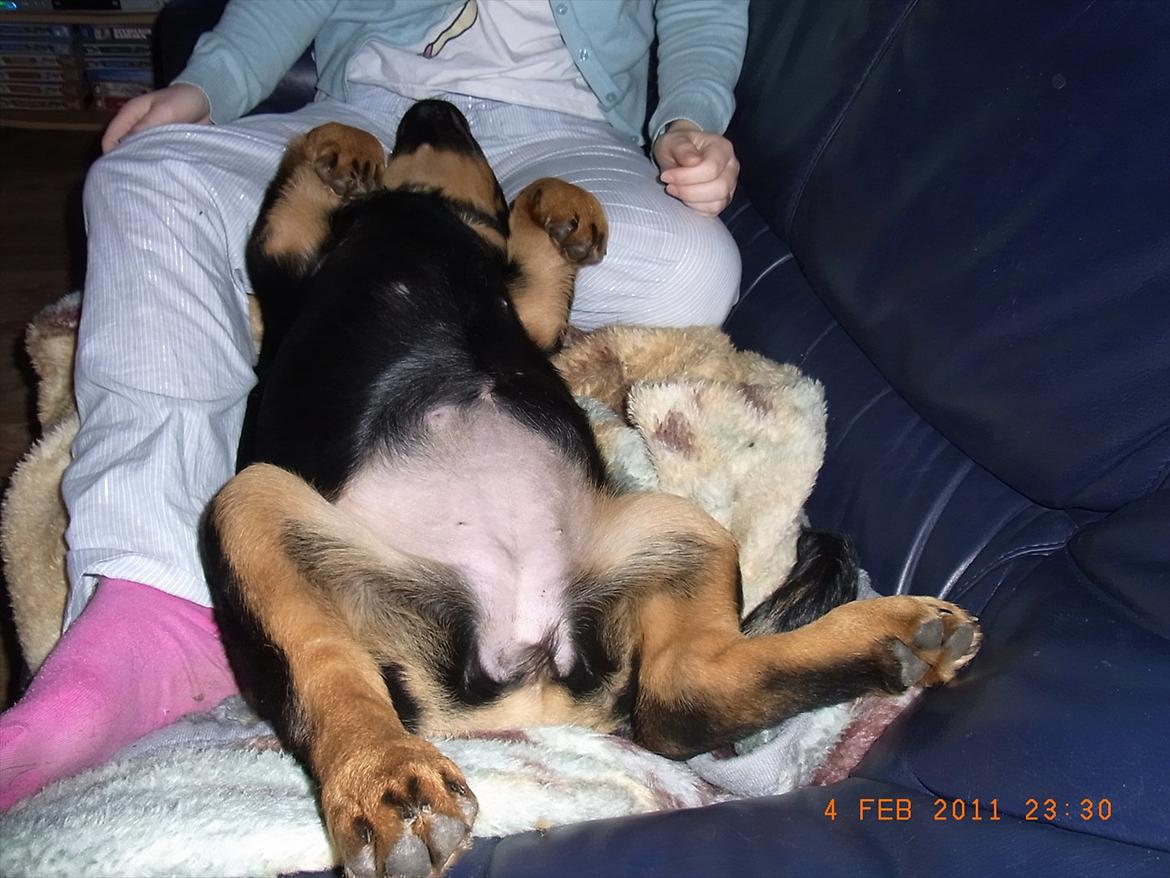 Blanding af racer Mica - total afslapning billede 13