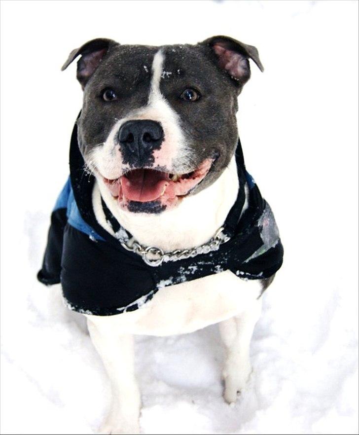 Staffordshire bull terrier Adam's Ghost Surprise billede 1