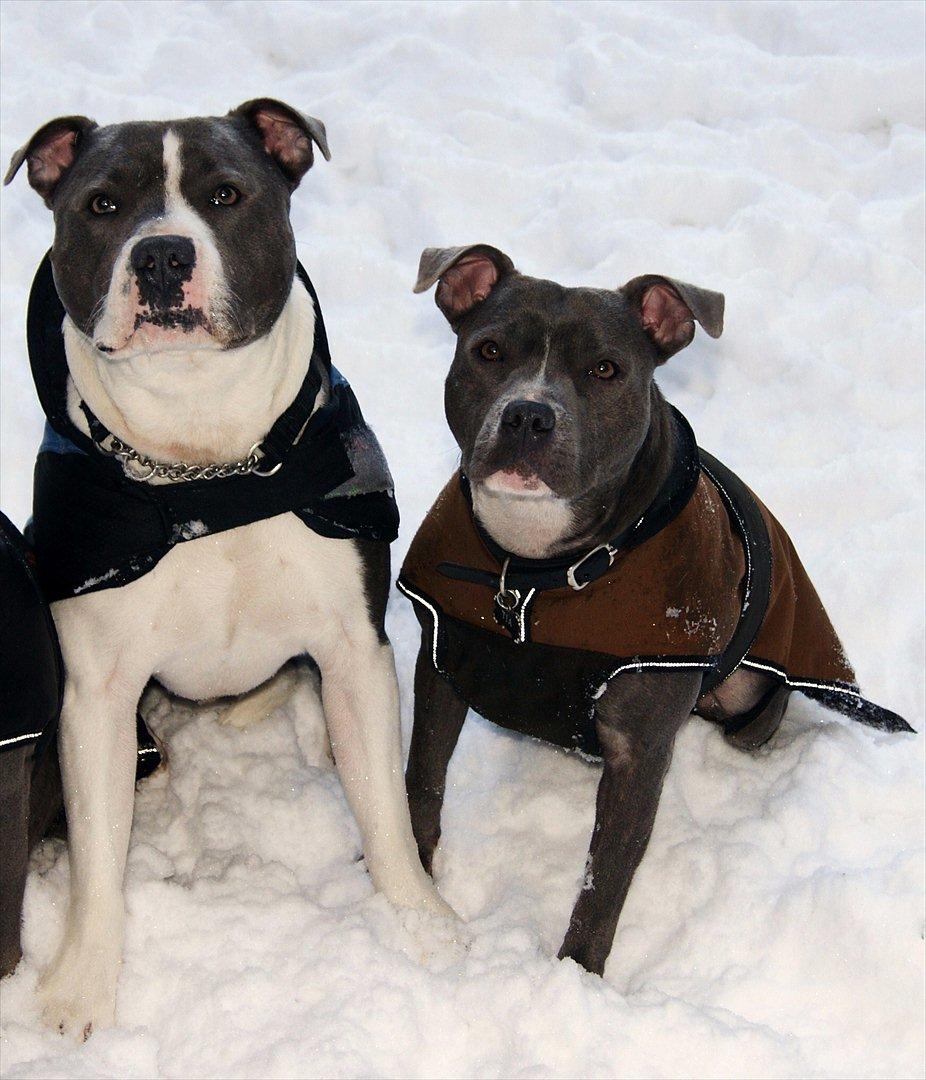 Staffordshire bull terrier Miss Silver Tinkle billede 15