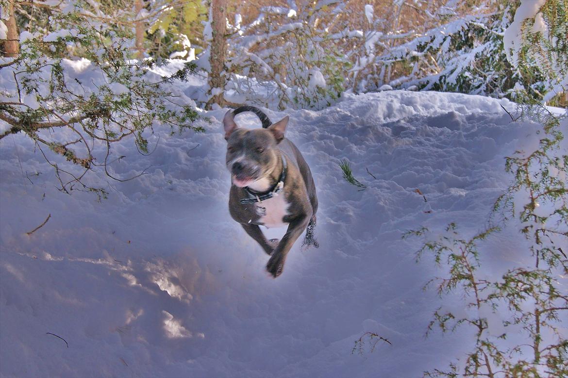 Staffordshire bull terrier Miss Silver Tinkle billede 16