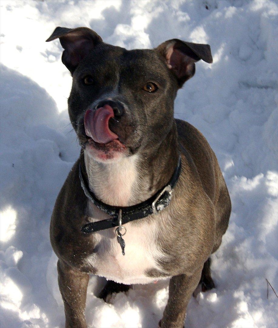 Staffordshire bull terrier Miss Silver Tinkle billede 17