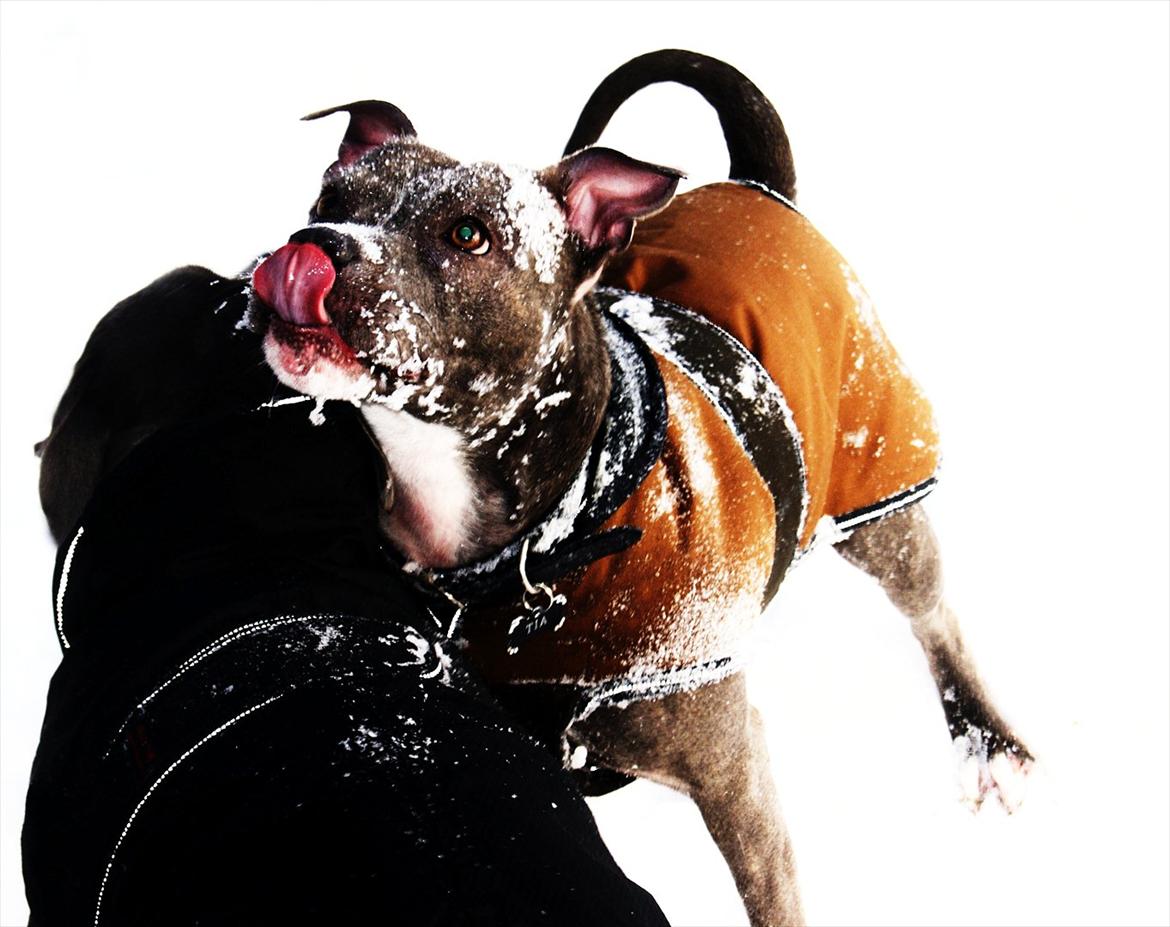 Staffordshire bull terrier Miss Silver Tinkle billede 1