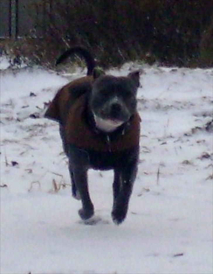 Staffordshire bull terrier Miss Silver Tinkle billede 18