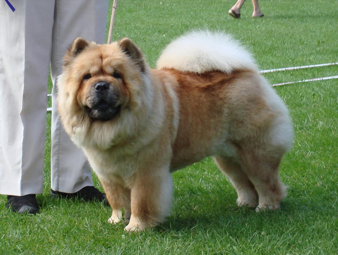 Chow chow Fuh-Thu-chow Inka-Rose - EFTERLYSNING
HJÆLP Inka er forsvundet6-8, hun var i sommerhus på Helgenæs, haven er lukket så hvad er der sket? hvis nogen har set hende så ring 86510085 billede 1
