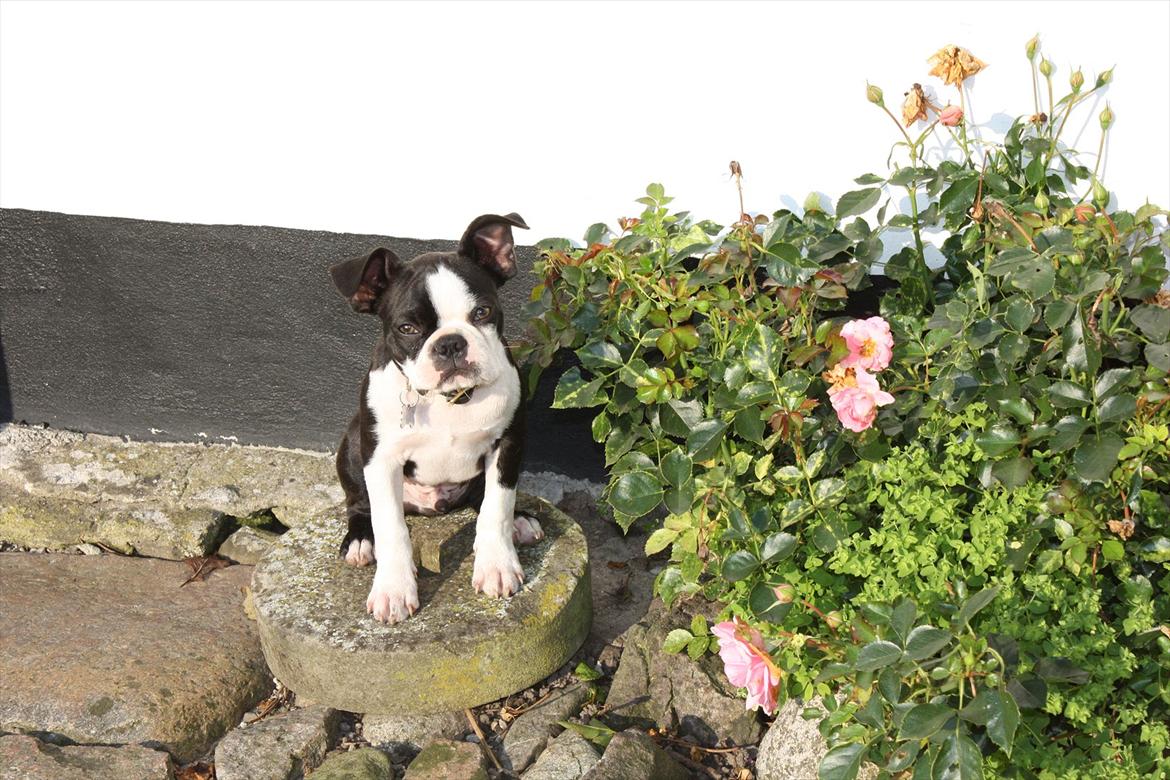 Boston terrier Hector - 21/08-11 billede 12