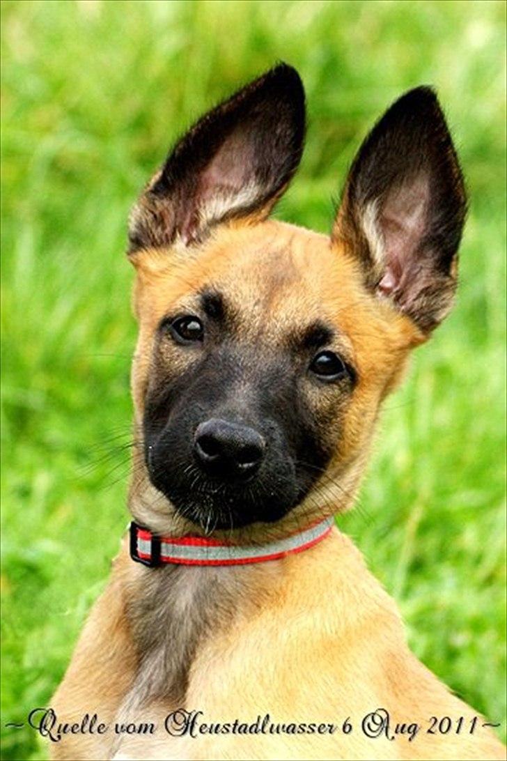 Malinois Quelle vom Heustadlwasser billede 1