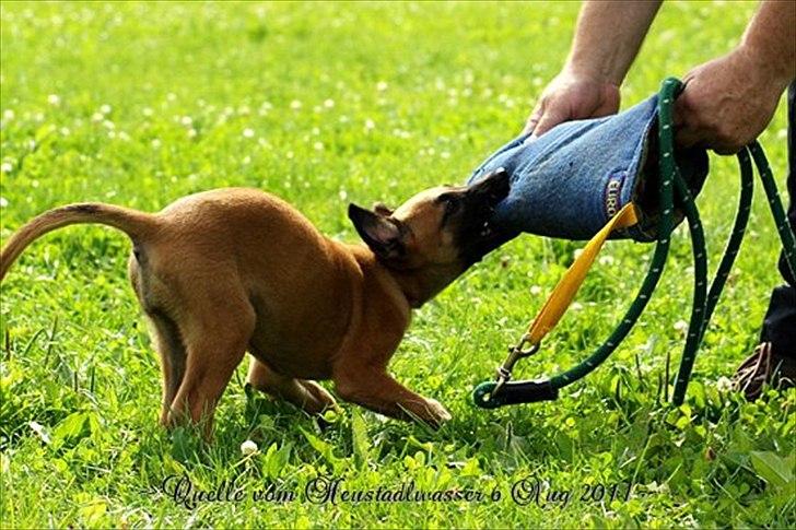Malinois Quelle vom Heustadlwasser billede 2