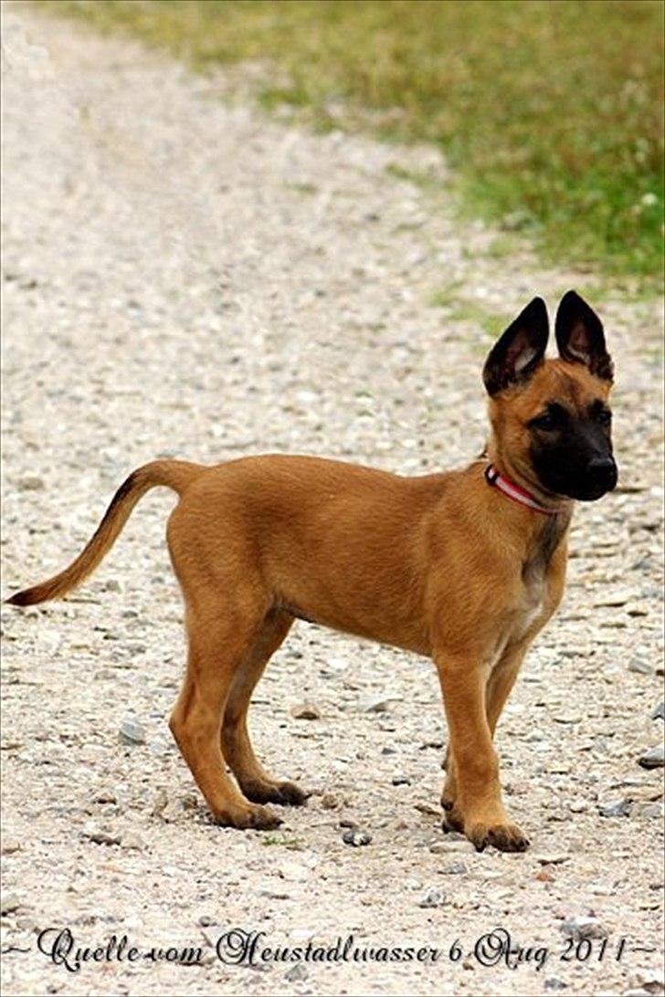 Malinois Quelle vom Heustadlwasser billede 4