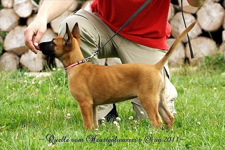 Malinois Quelle vom Heustadlwasser billede 5