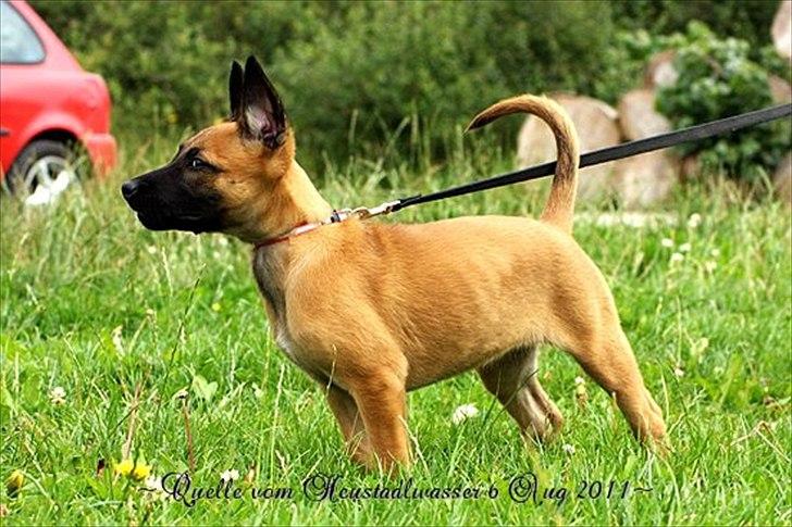 Malinois Quelle vom Heustadlwasser billede 6