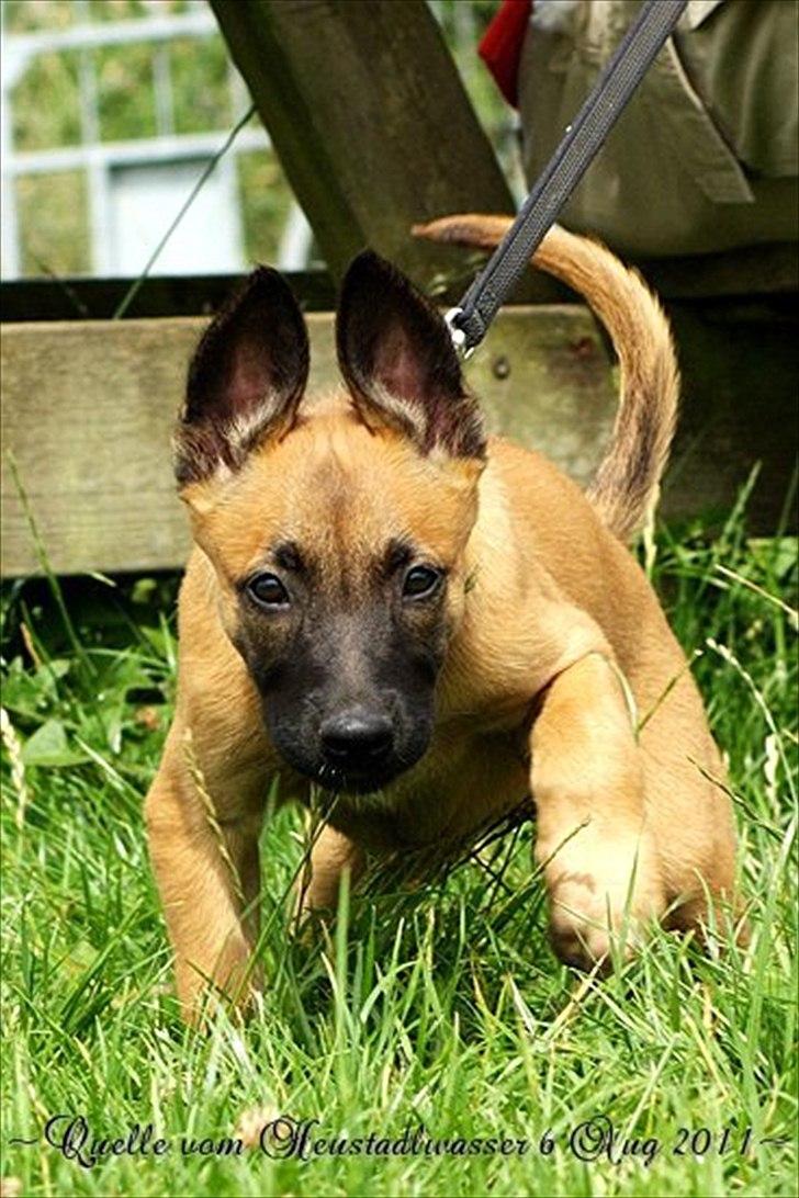 Malinois Quelle vom Heustadlwasser billede 7