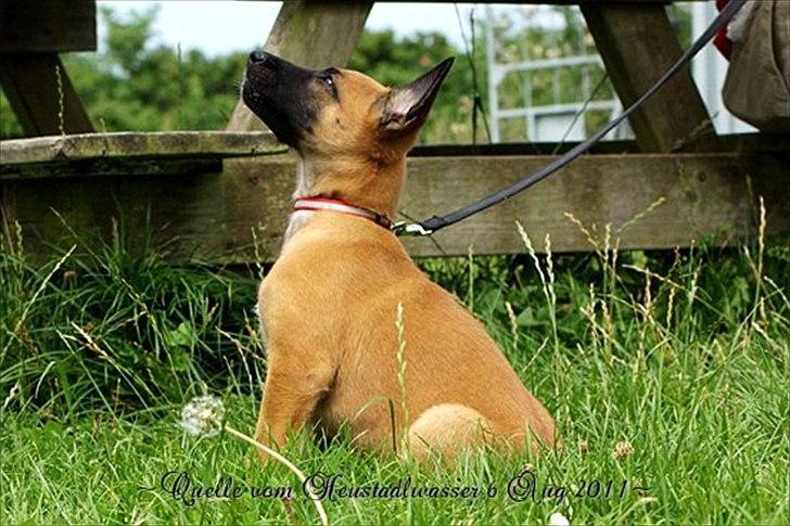 Malinois Quelle vom Heustadlwasser billede 8