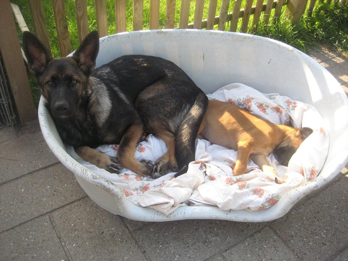 Malinois Quelle vom Heustadlwasser billede 9