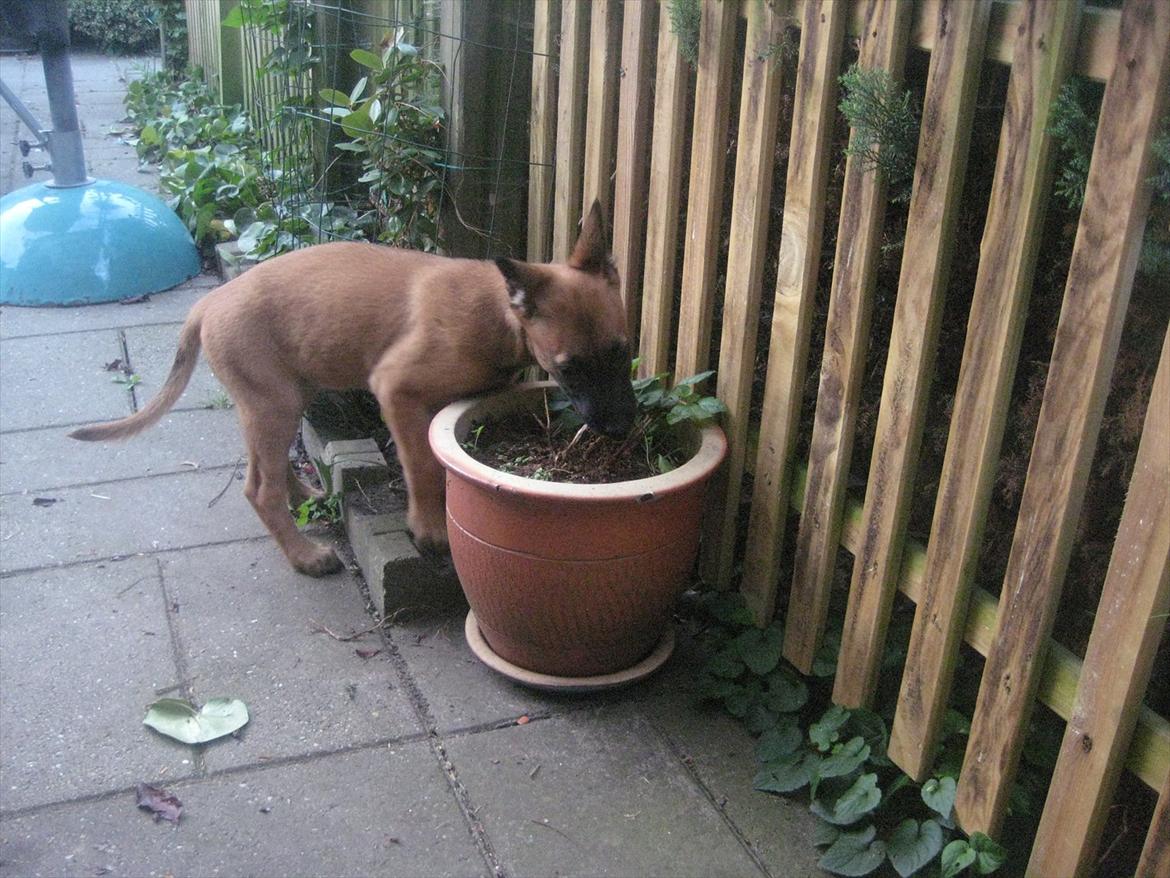 Malinois Quelle vom Heustadlwasser billede 10