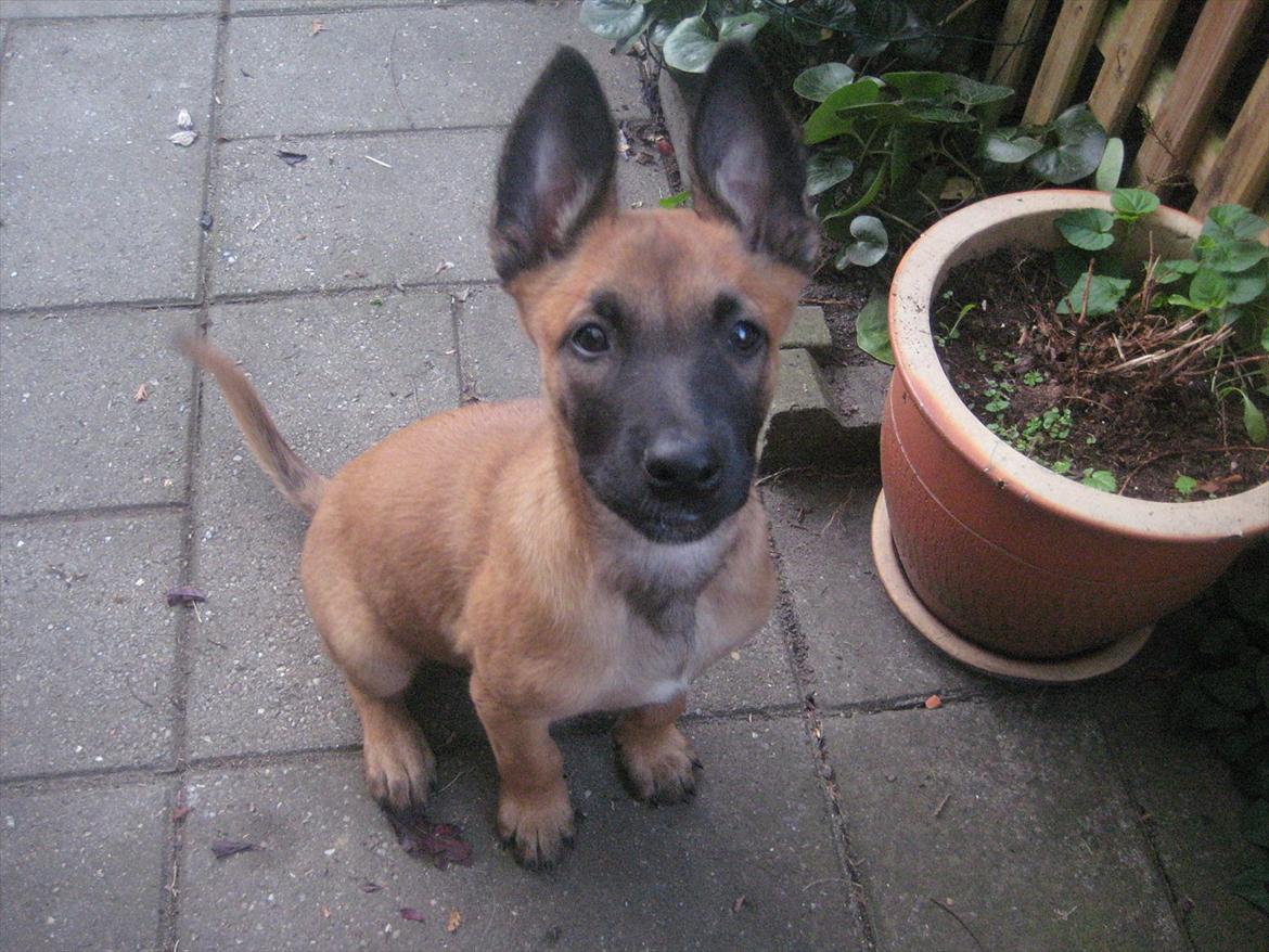 Malinois Quelle vom Heustadlwasser billede 11