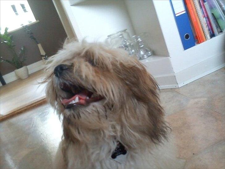 Blanding af racer Boomer billede 10