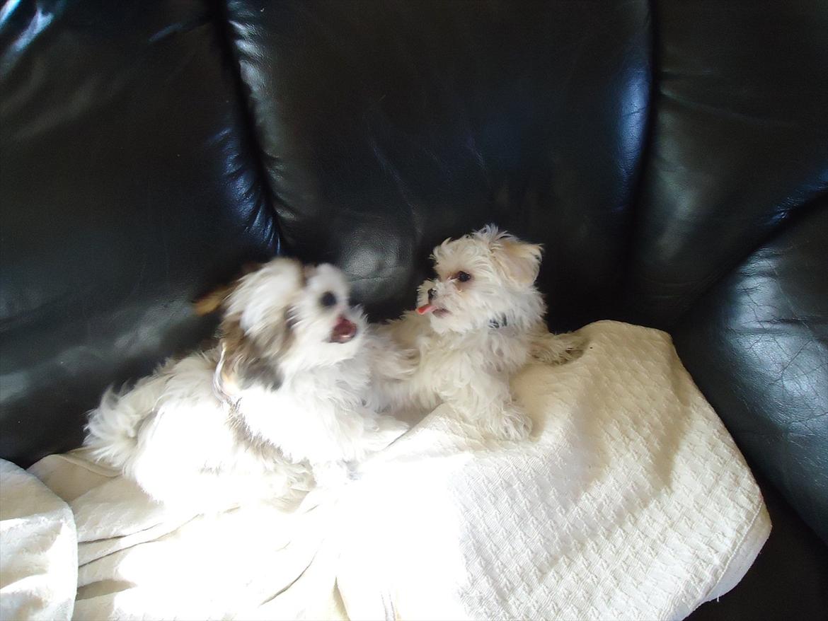 Blanding af racer Boomer billede 8