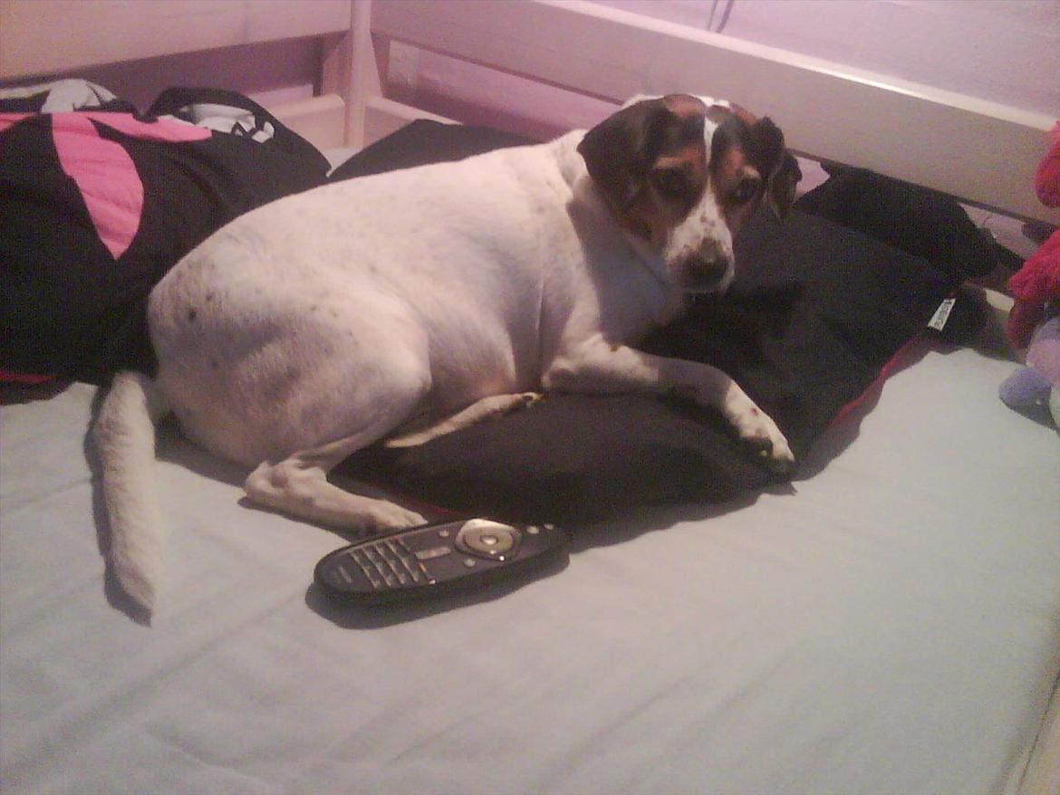 Dansk svensk gaardhund kvik <3<3 - har lige over taget hoved puden og fjern betjeningen <3 billede 1