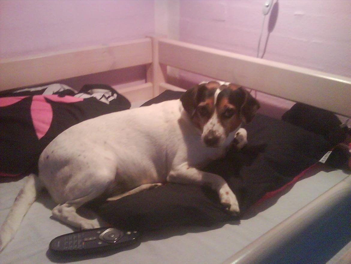 Dansk svensk gaardhund kvik <3<3 billede 2