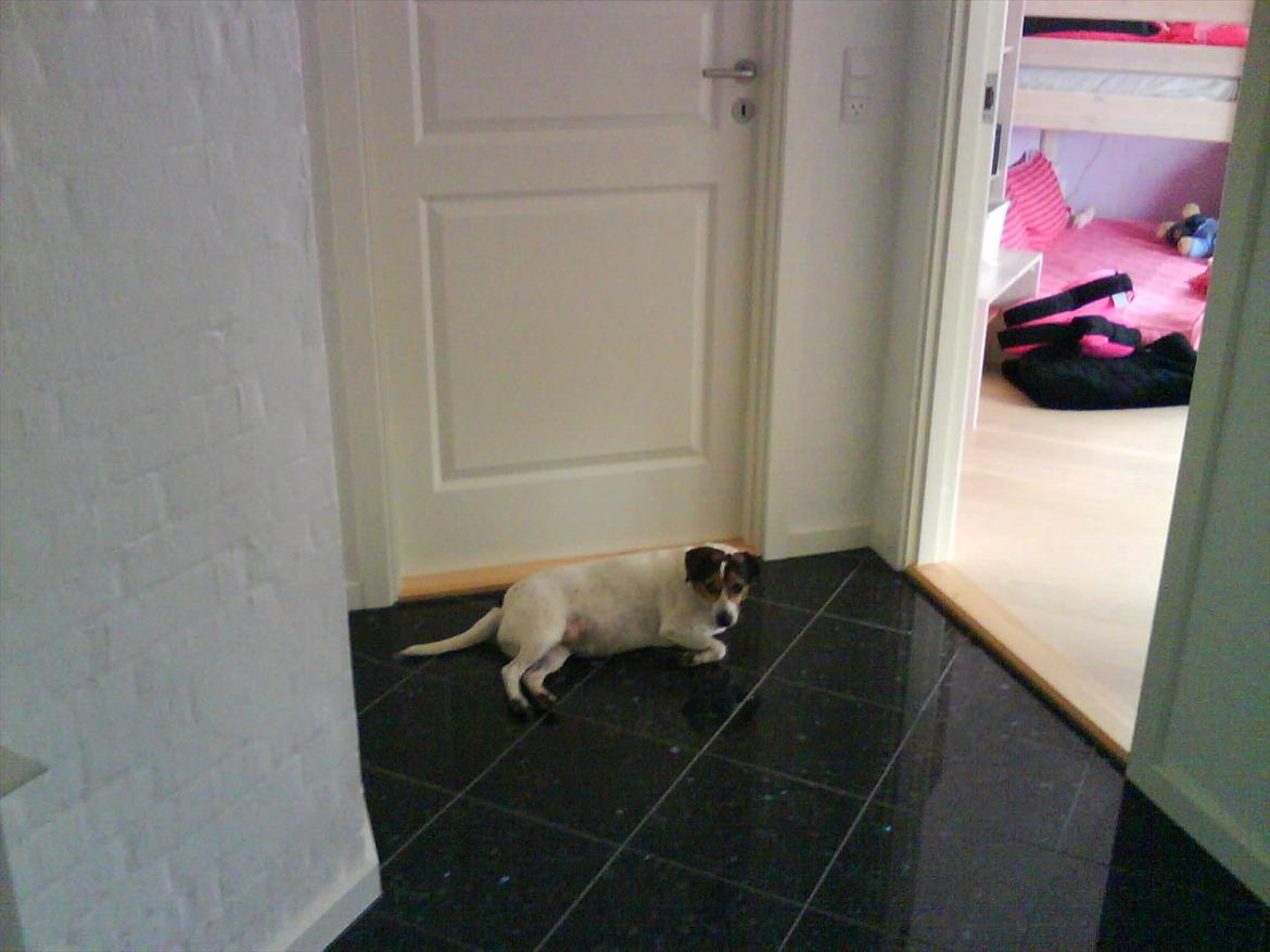 Dansk svensk gaardhund kvik <3<3 - venter på at komme ind  billede 3