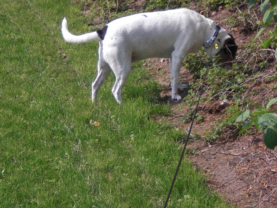Dansk svensk gaardhund kvik <3<3 - under søger lige haven billede 4
