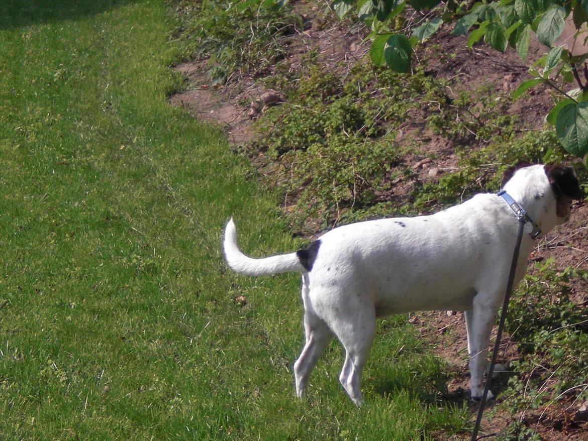 Dansk svensk gaardhund kvik <3<3 - stadig billede 5