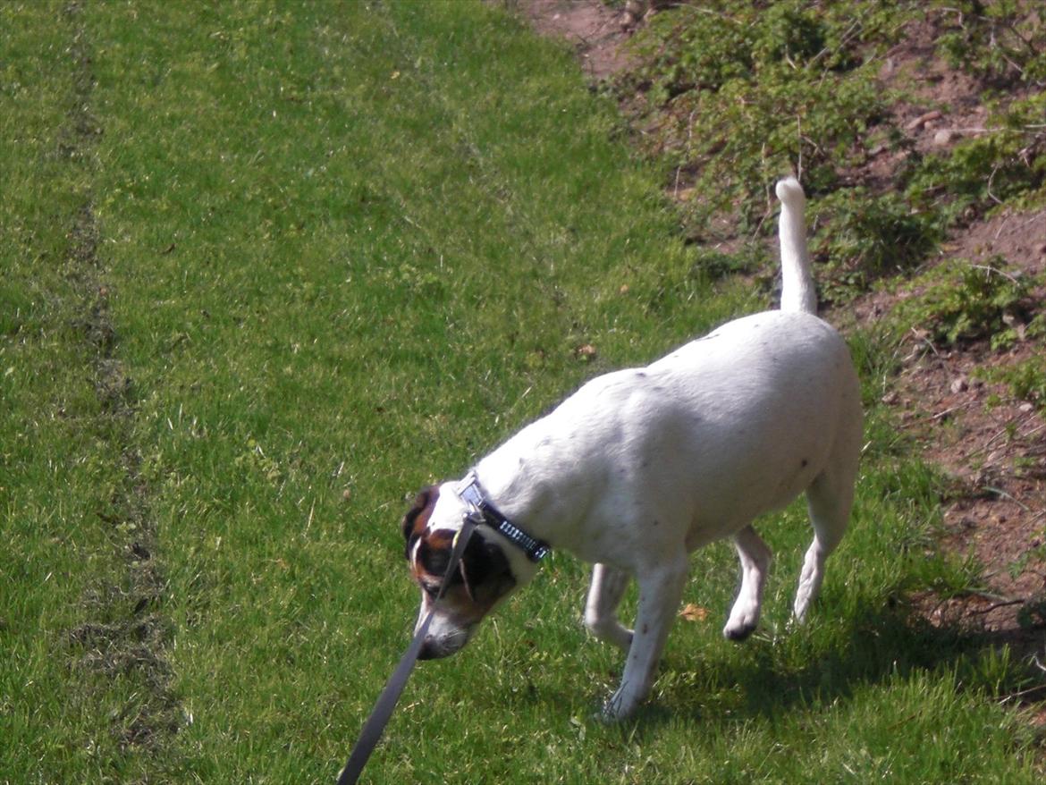 Dansk svensk gaardhund kvik <3<3 - stadig <3 billede 6