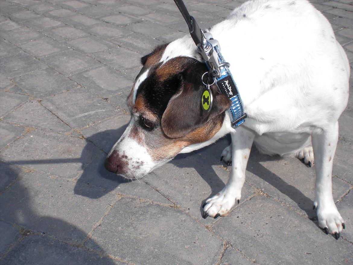 Dansk svensk gaardhund kvik <3<3 - kigger lige lidt billede 7