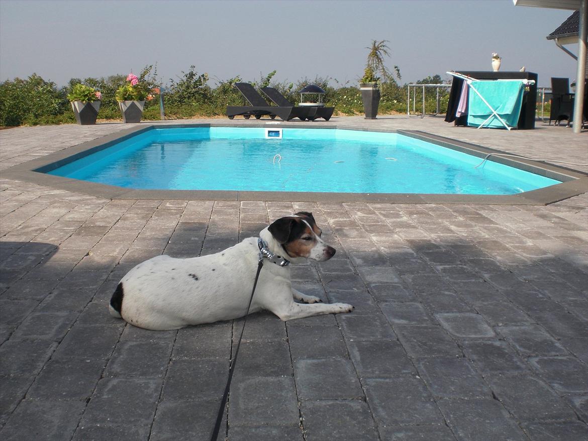Dansk svensk gaardhund kvik <3<3 - vogter lige over svimming poolen billede 8