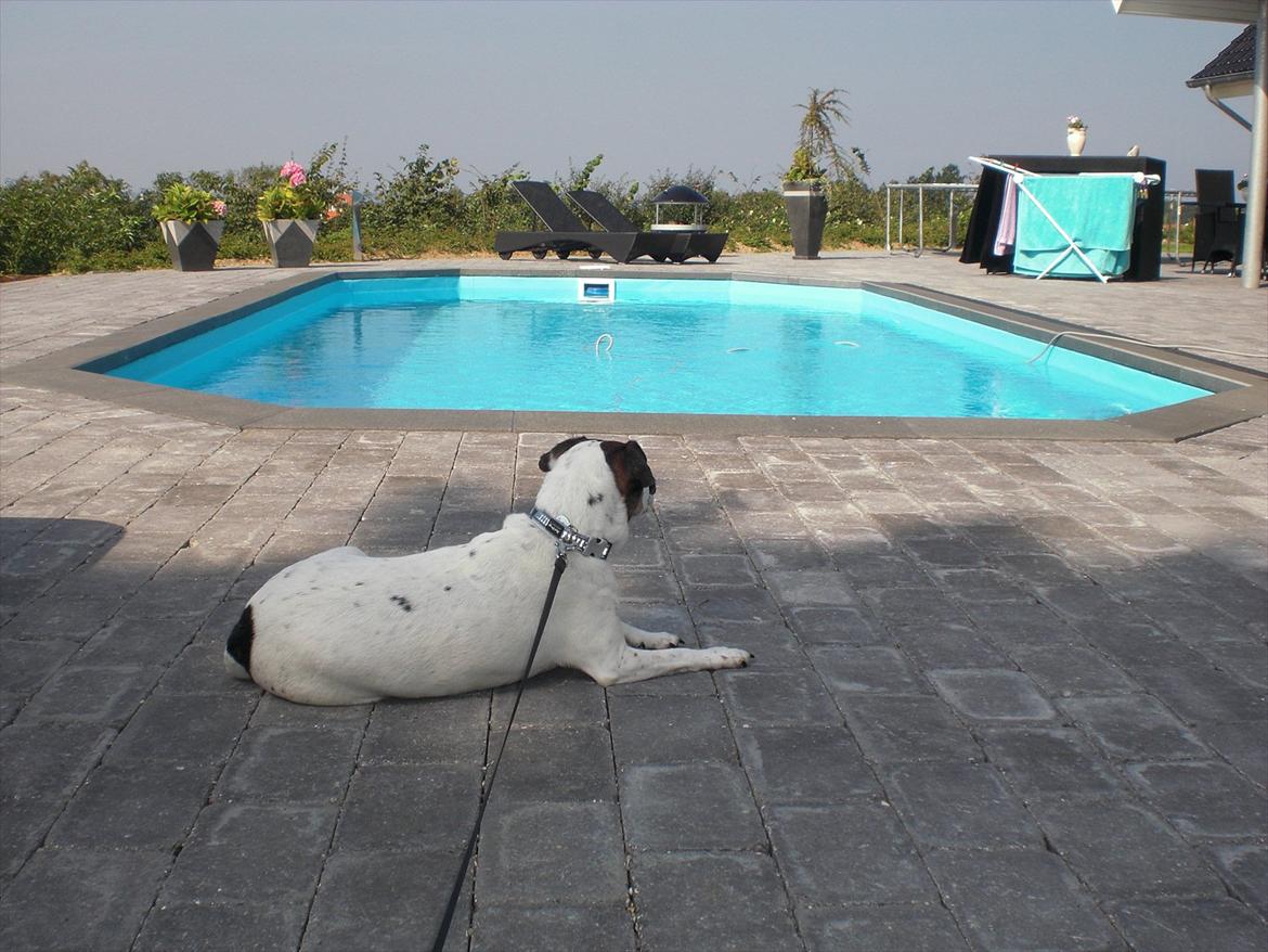 Dansk svensk gaardhund kvik <3<3 - jeg bliver ved med at vogte ! billede 9