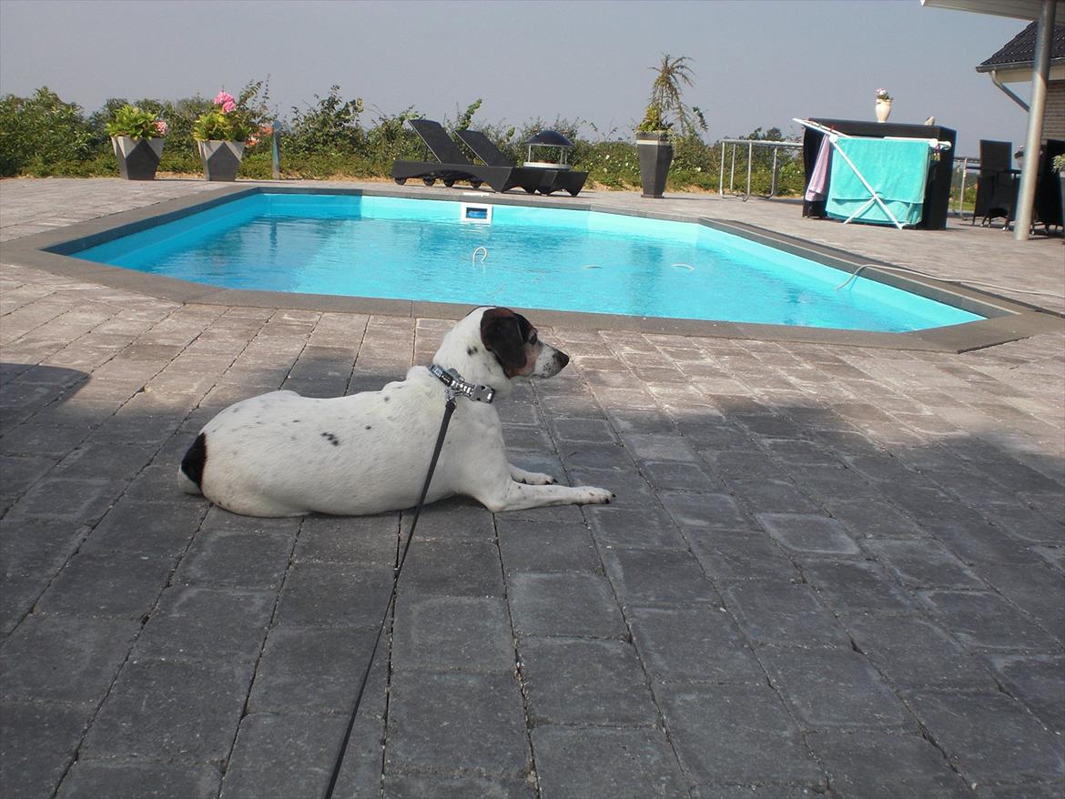 Dansk svensk gaardhund kvik <3<3 - stadig billede 10