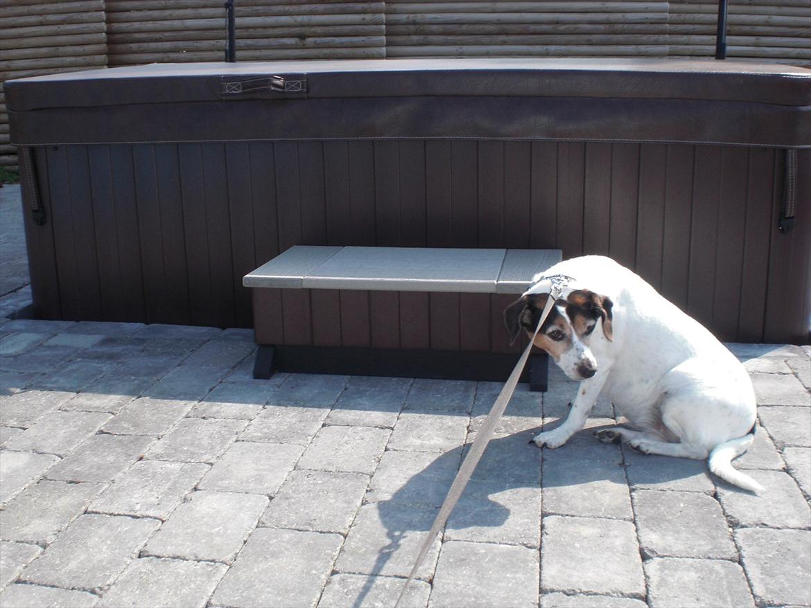 Dansk svensk gaardhund kvik <3<3 - vogter også lige over udendørs jakusi :) billede 11