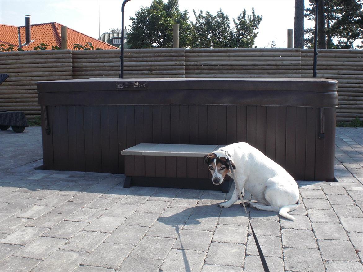 Dansk svensk gaardhund kvik <3<3 - jeg bliver ved billede 12