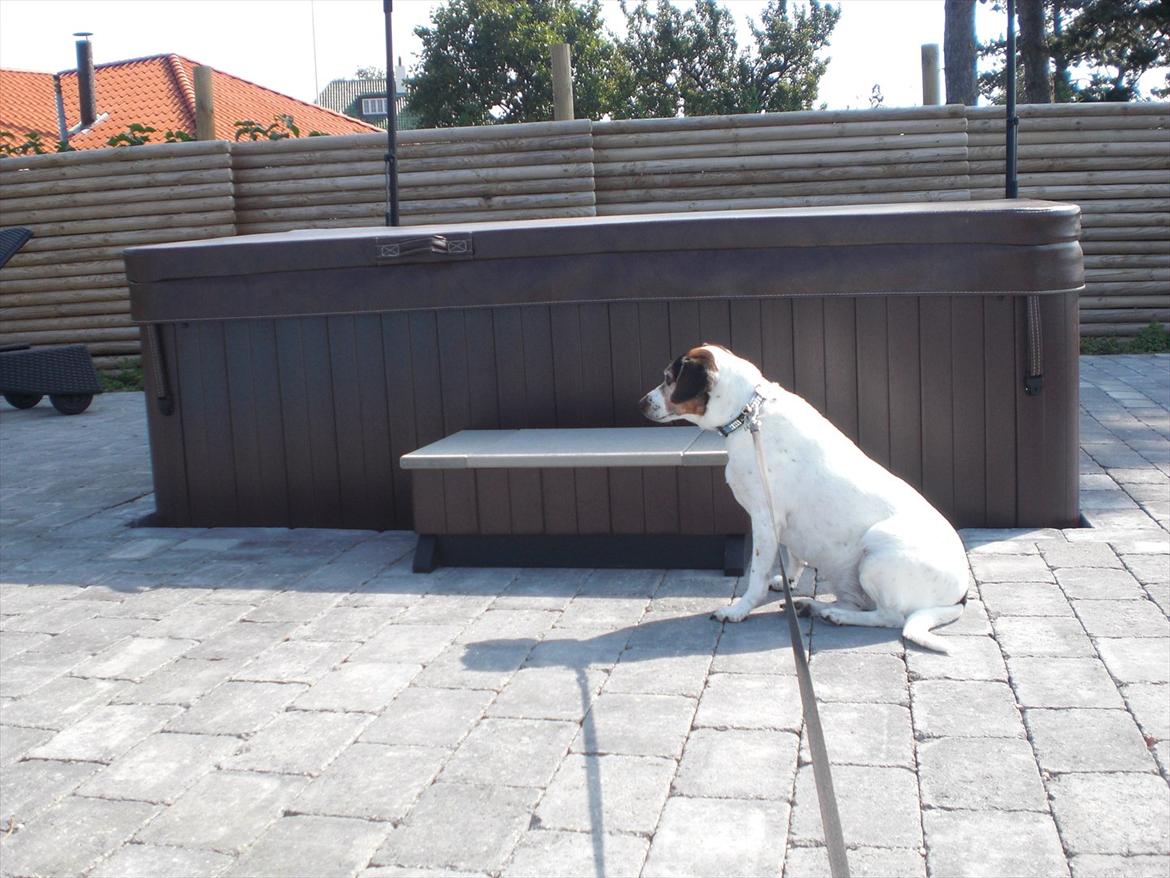 Dansk svensk gaardhund kvik <3<3 - stadig og jeg nyder det !! billede 13