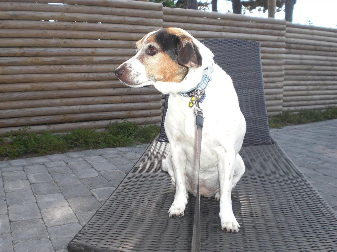 Dansk svensk gaardhund kvik <3<3 - føler mig som konge ! billede 14