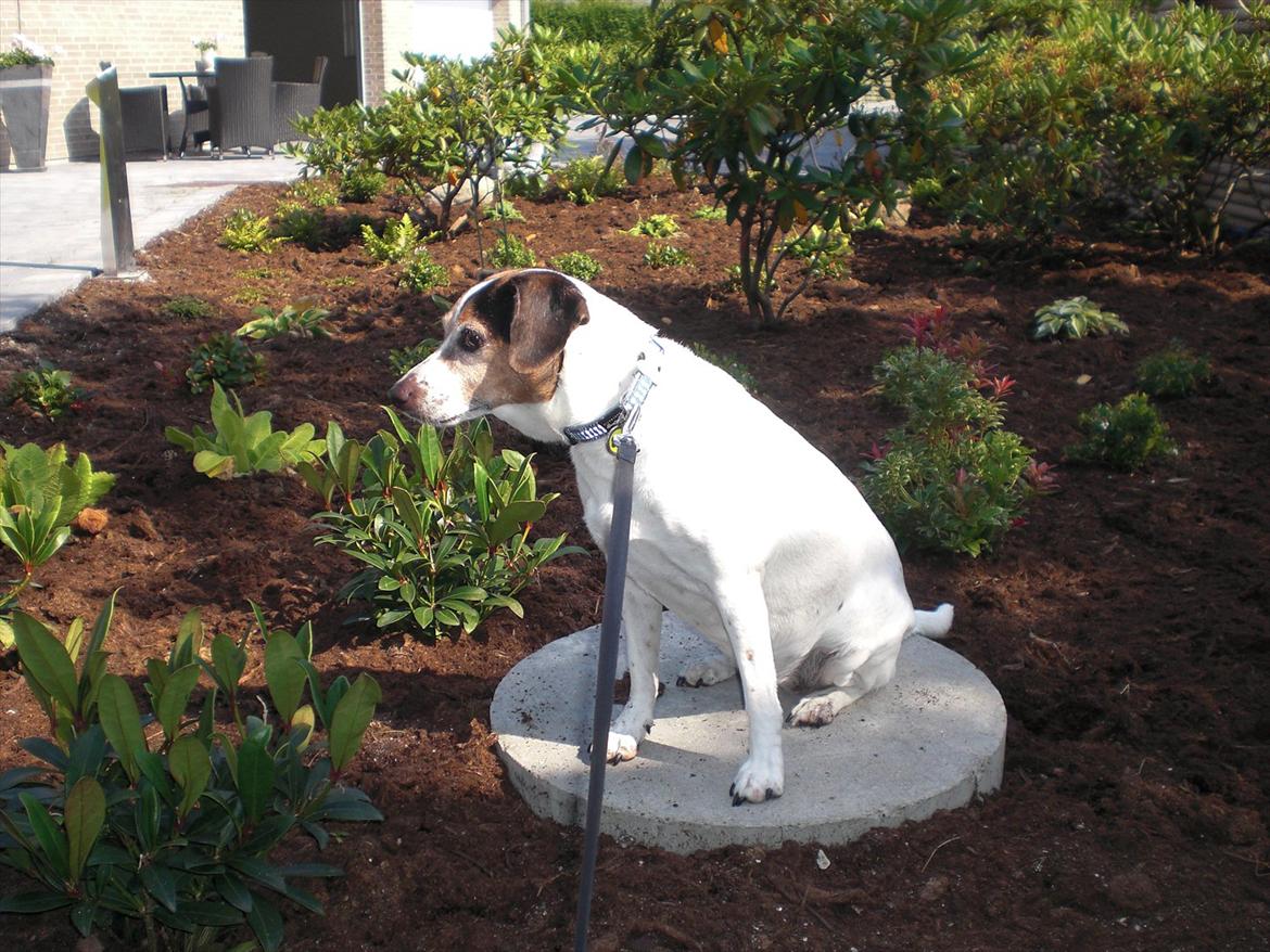 Dansk svensk gaardhund kvik <3<3 - overvåger lige bedet !! billede 15
