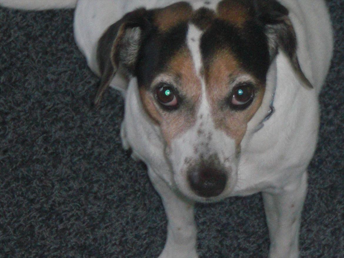 Dansk svensk gaardhund kvik <3<3 - er jeg ikke bare sød !! billede 16