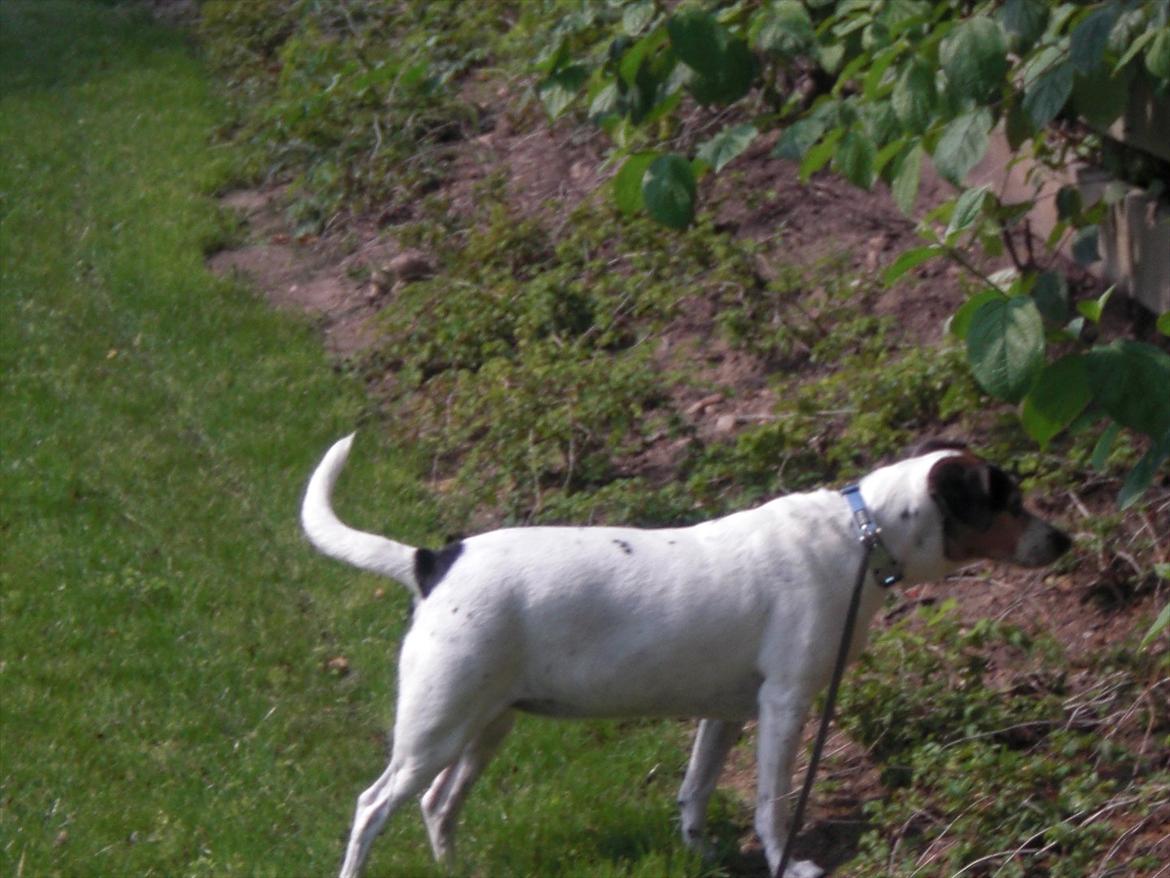 Dansk svensk gaardhund kvik <3<3 - kigger ind til naboen ! <3 billede 17