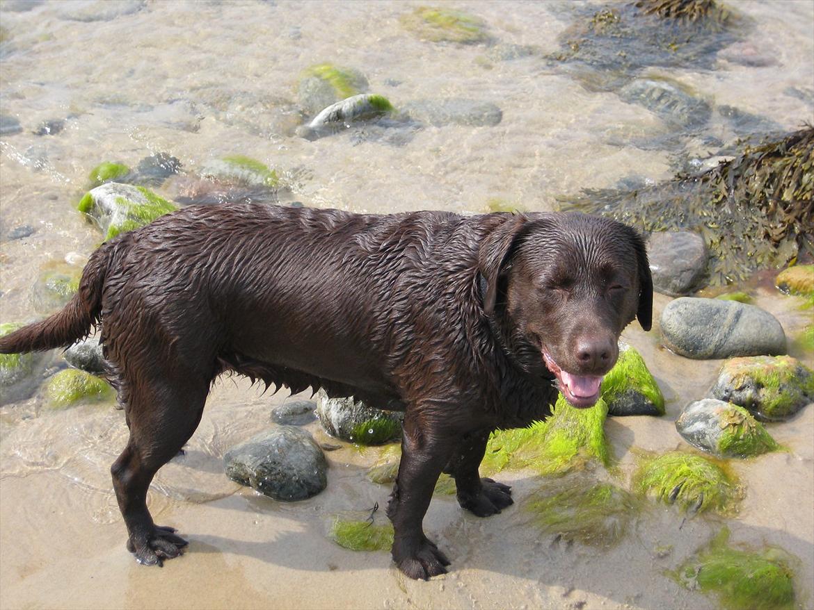Labrador retriever  Apernille´s Vita (Asta) billede 3