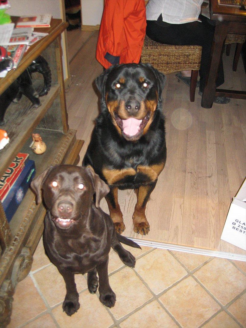 Rottweiler Canto (svigerforælders) billede 17