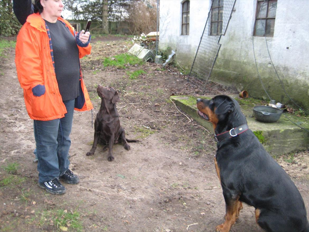 Rottweiler Canto (svigerforælders) billede 11