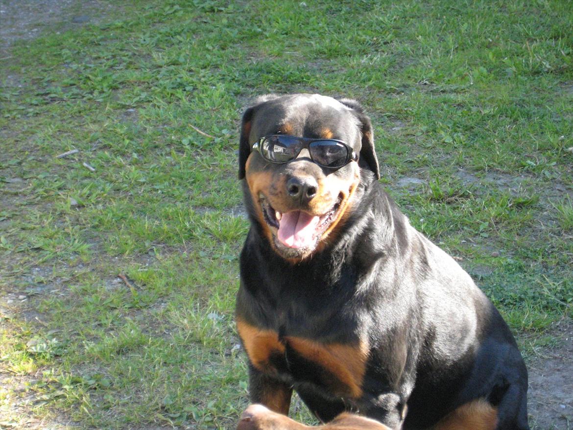 Rottweiler Canto (svigerforælders) billede 18